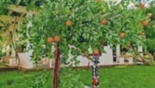 为软体机器人穿上“铠甲”！受虾类启发，中国团队造出刚柔并济的机械外骨骼  