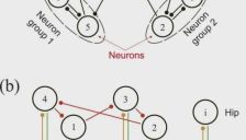 IJRR发表！浙大曲绍兴团队利用八神经元CPG破解四足机器人“步态困局” 