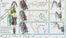 《Science Advances》发表！西工大顶刊发布可重构机翼驱动方案，实现让扑翼机器人真正像鸟一样起飞、飞行！ 