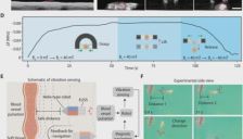 突破性进展！中国团队开发“磁驱-超声感知”微型机器人，开辟体内精准诊疗新路径 