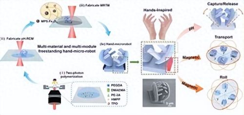 中国科学院团队打造3D手型微纳机器人——“手到擒来”的微观“快递员”