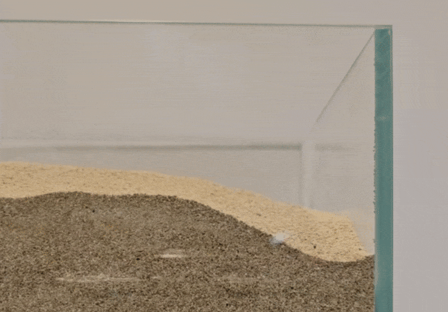 我们正在吃掉自己创造的“新物种”？一场将机器人端上餐桌的终极实验 