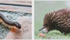 意大利团队3D打印一体成型柔骨机器人，体重暴降600克 