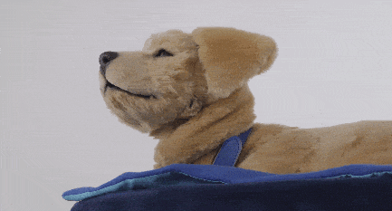 具身智能宠物机器人或率先进入家庭 