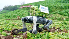 云深处春节送狗进山 科技助力减轻辛劳 