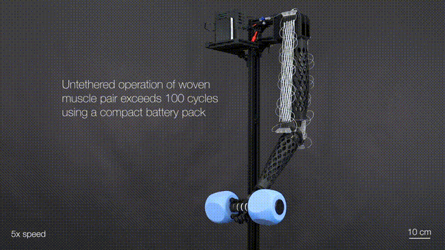 MIT研发2毫米人造肌肉 可举200倍自重 有望织成动力外衣 