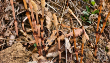 8岁男孩与家人爬山时凭草辨矿并用AI比对后其父上报相关部门，专家称该地大概率含金 