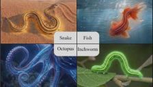 仿生机器人从鱼、蛇、尺蠖、章鱼等生物中找到通用运动语言 
